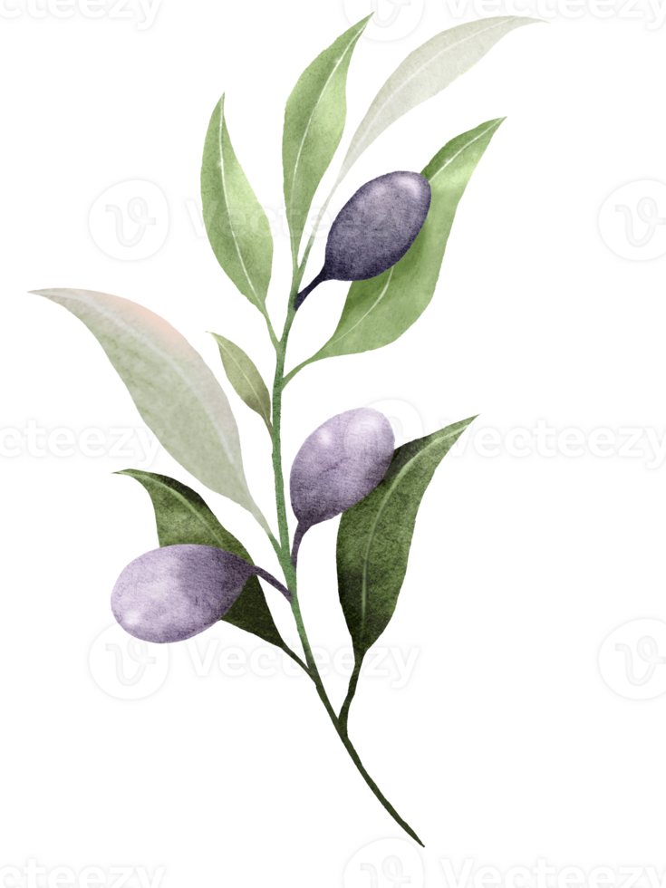 Branch of olive leaves watercolor png