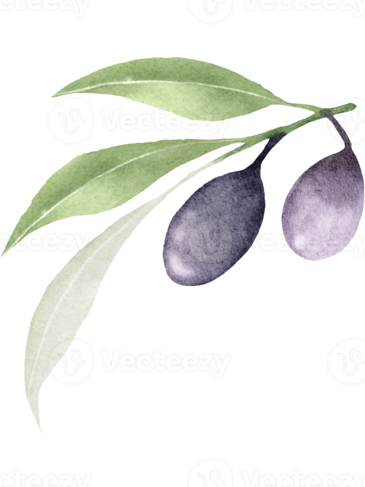 Branch of olive watercolor png