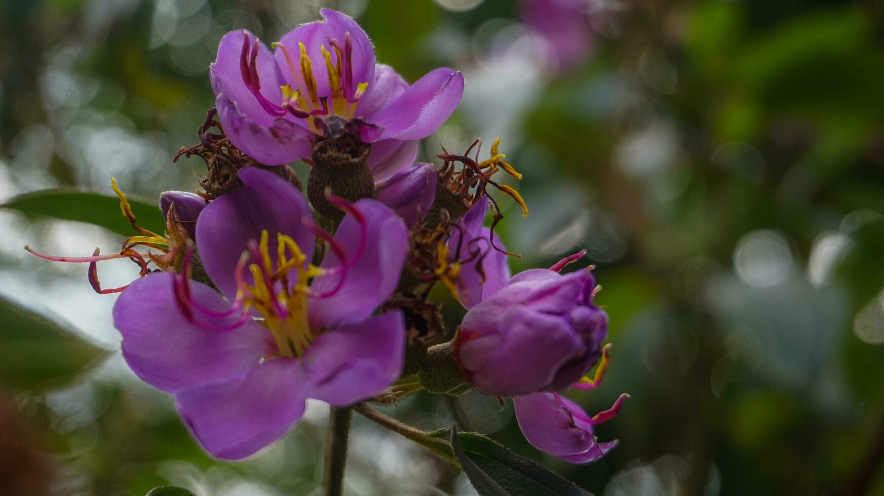 purple flowers with yellow pistils photo