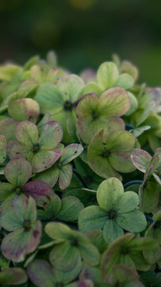 Hydrangea macrophylla or Japanese leaf bush comes in many types of colors, including blue, green and pink photo