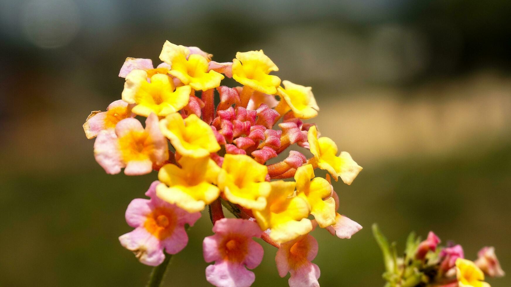Ethiopian New Year Flower Stock Photos, Images and Backgrounds for Free Download