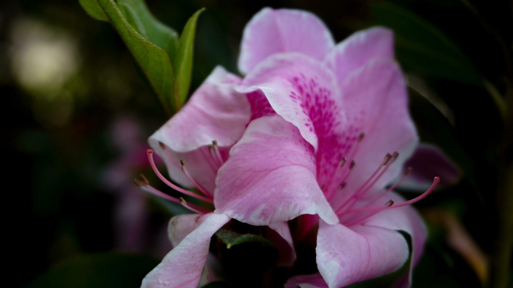 Bright pink flowers grow in spring photo