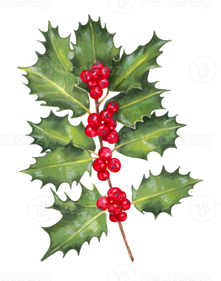 Holly branch with red berries. Christmas holly. Botanical illustration for holiday decoration. Happy Christmas, Happy New Year. Modern element for card, banner, paper, wallpaper Isolated handmade art. png