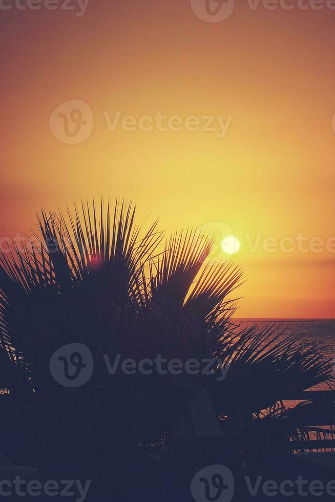 picturesque ocean landscape with the setting sun in a tropical country during summer holidays with palm photo