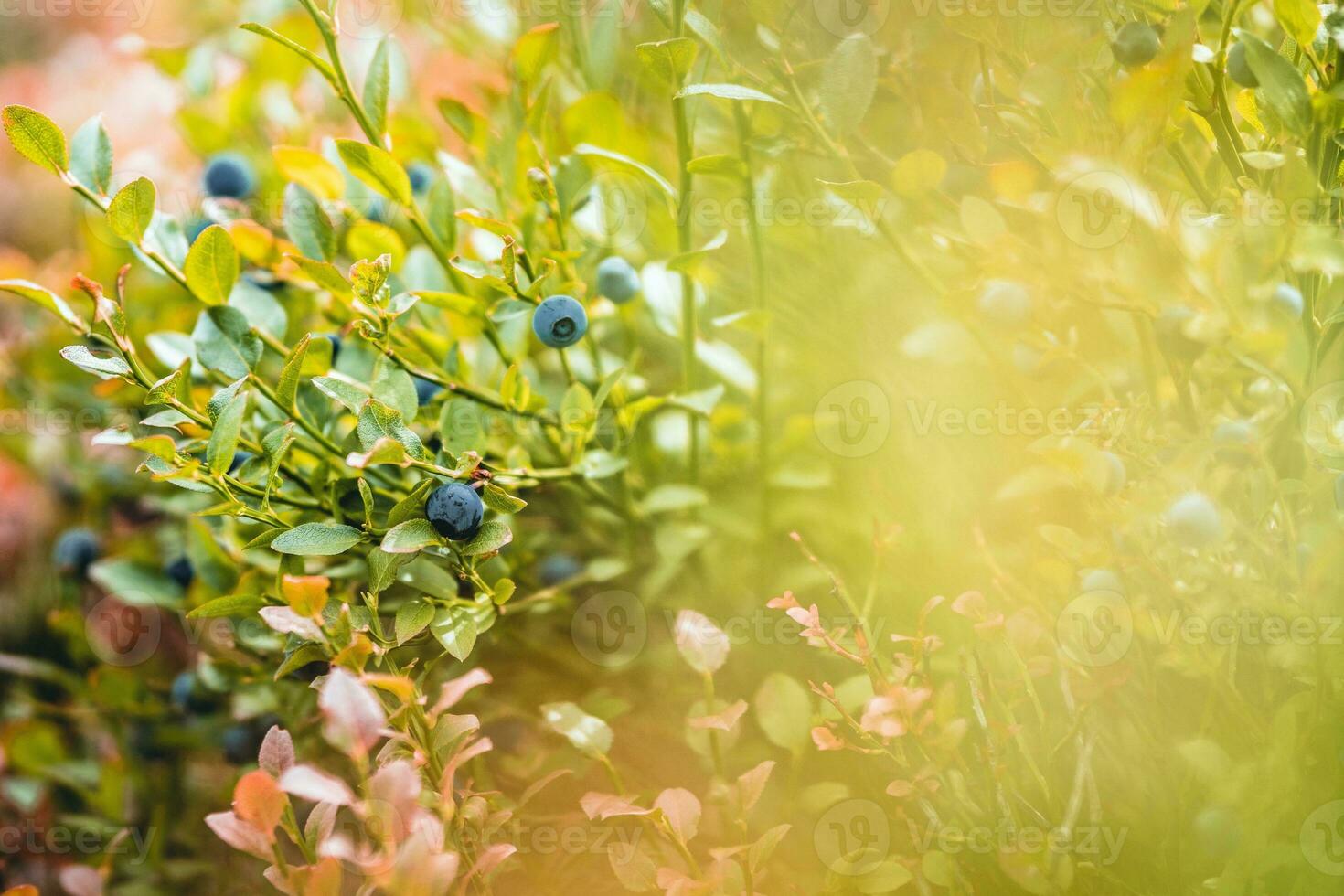 Blueberries on a bush in the forest. Shallow depth of field. photo