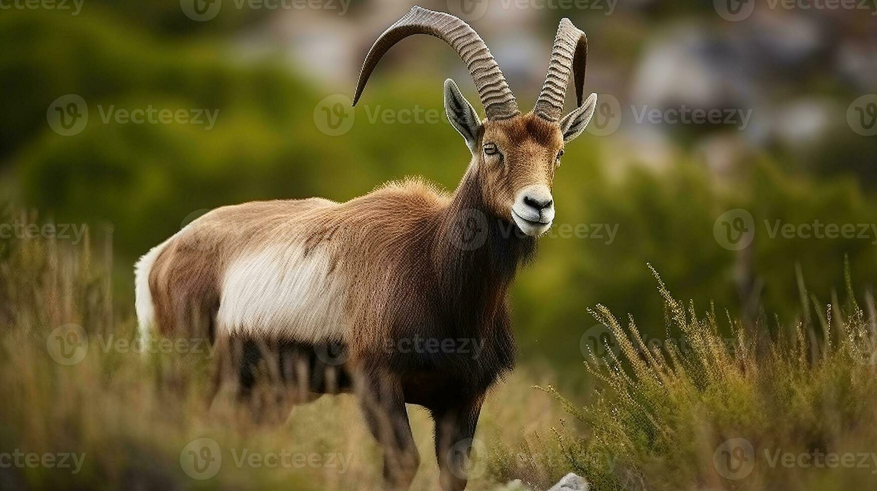 salvaje montaña marrón y negro cabra con largo cuernos en pie en césped. generativo ai foto