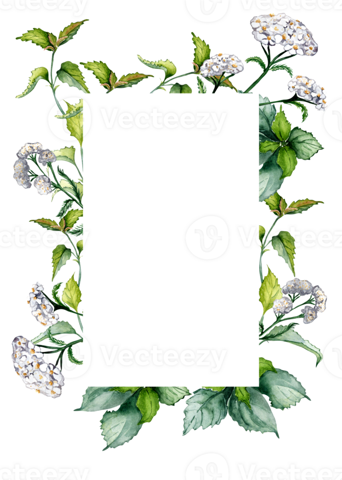 ram av nässla stam, achillea millefolium vattenfärg illustration. urtica dioica, rölleka användbar ört- växter hand ritade. design för märka, paket, vykort, mall. png