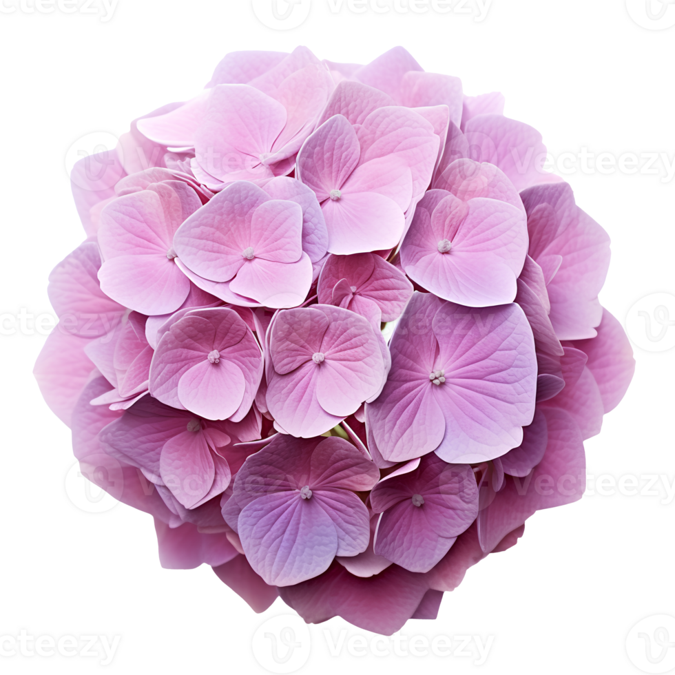 Flower isolated on transparent background cutout. AI Generative png