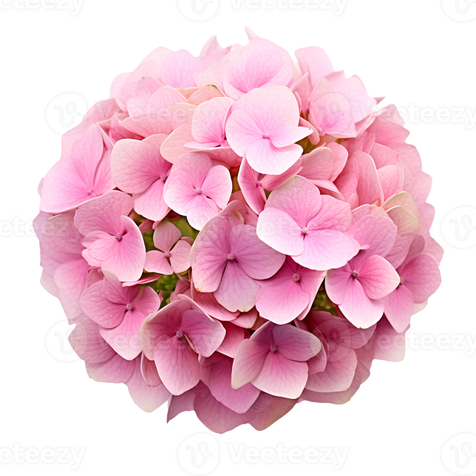 Flower isolated on transparent background cutout. AI Generative png