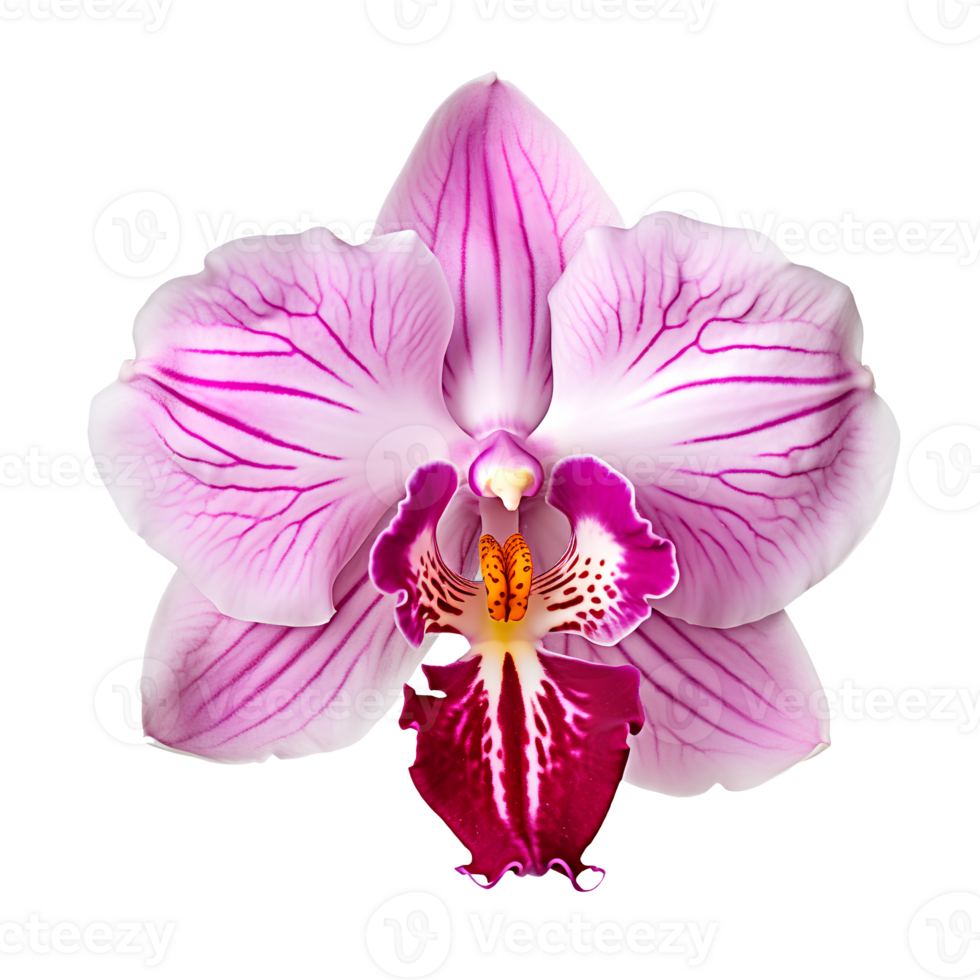 Flower isolated on transparent background cutout. AI Generative png