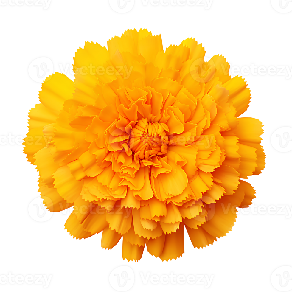 Flower isolated on transparent background cutout. AI Generative png
