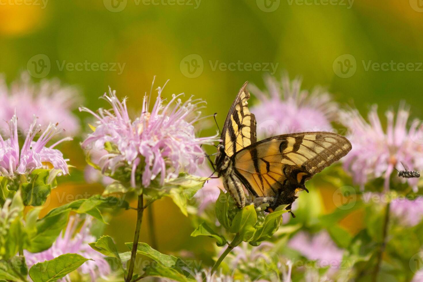 Butterfly coming out into the wildflower field for some nectar. The eastern tiger swallowtail has her beautiful black and yellow wings stretched out. Her legs holding onto a wild bergamot flower. photo