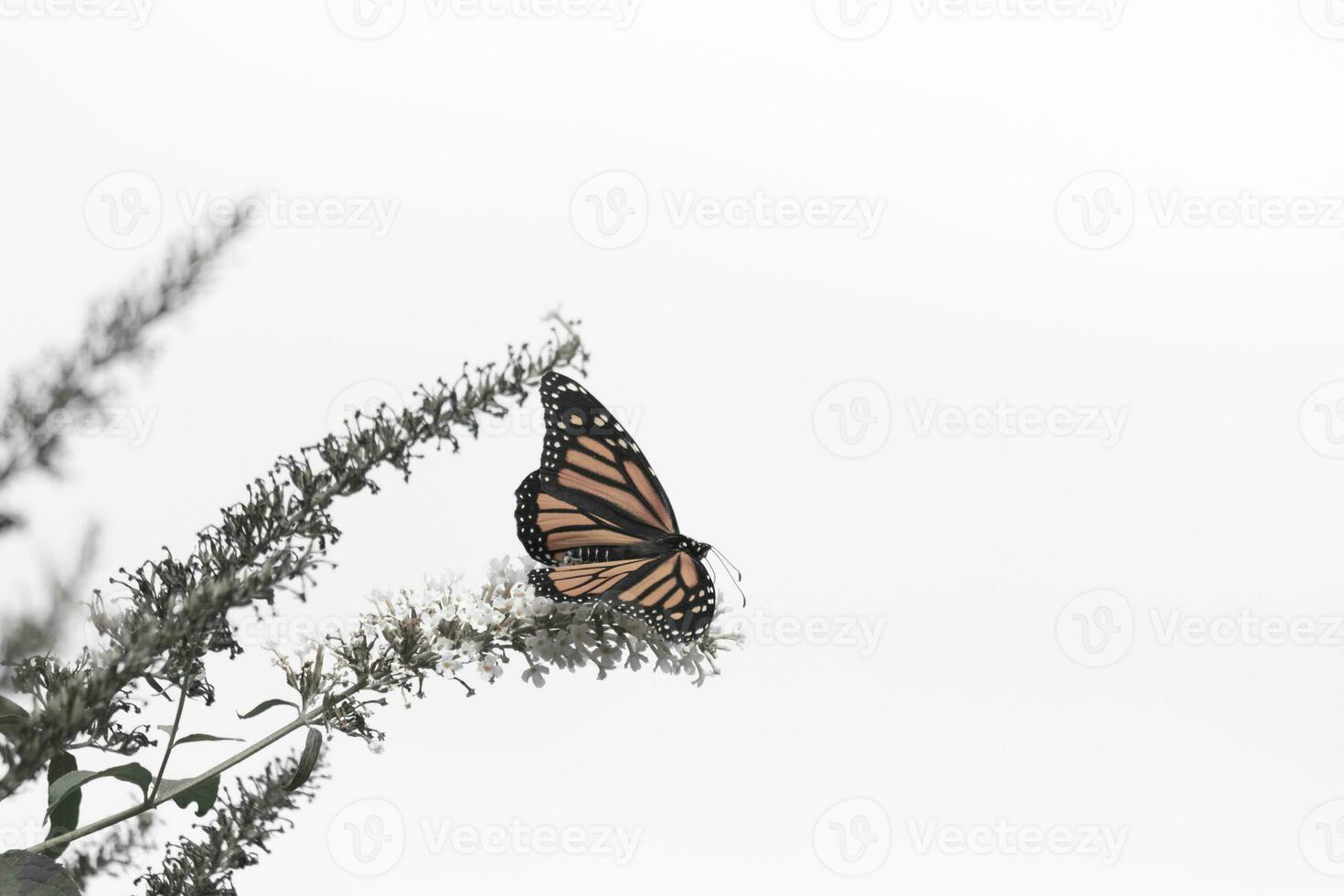 This beautiful monarch butterfly is visiting this wildflower to collect nectar. His little legs clinging to the petals and helping to pollinate. His pretty orange, black, and white wings facing out. photo