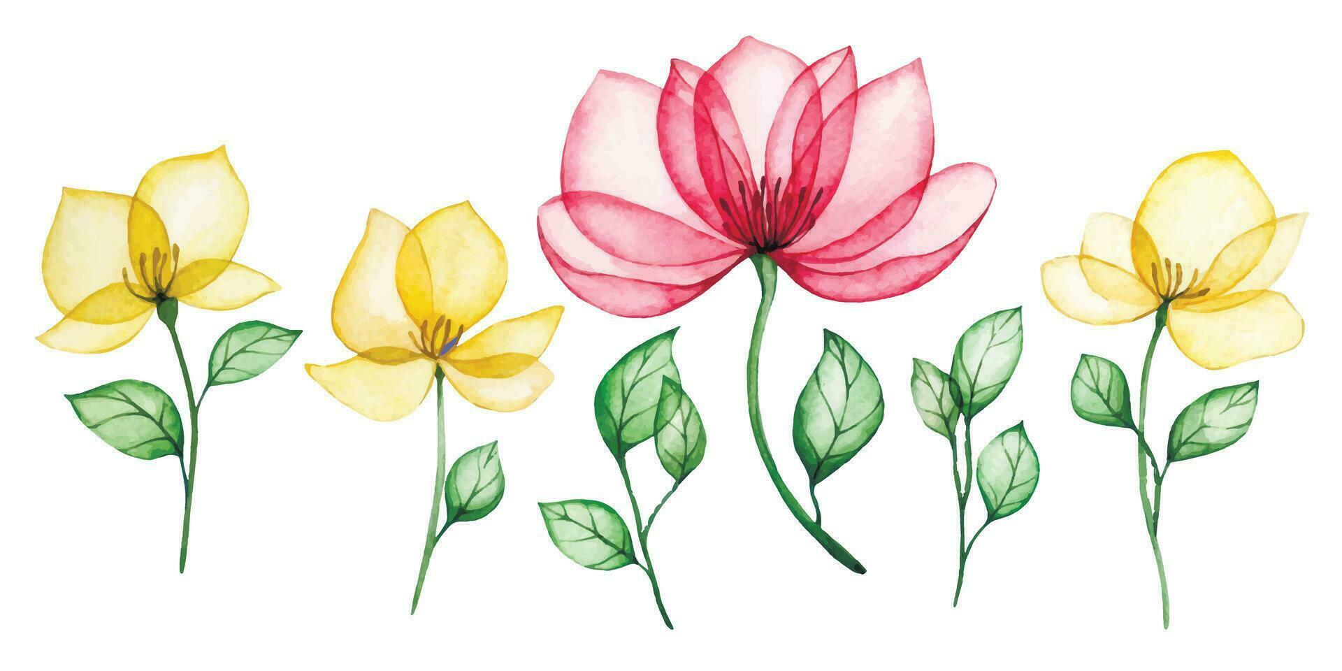 watercolor drawing, set of transparent rose flowers in pink and yellow. delicate x-ray illustration vector