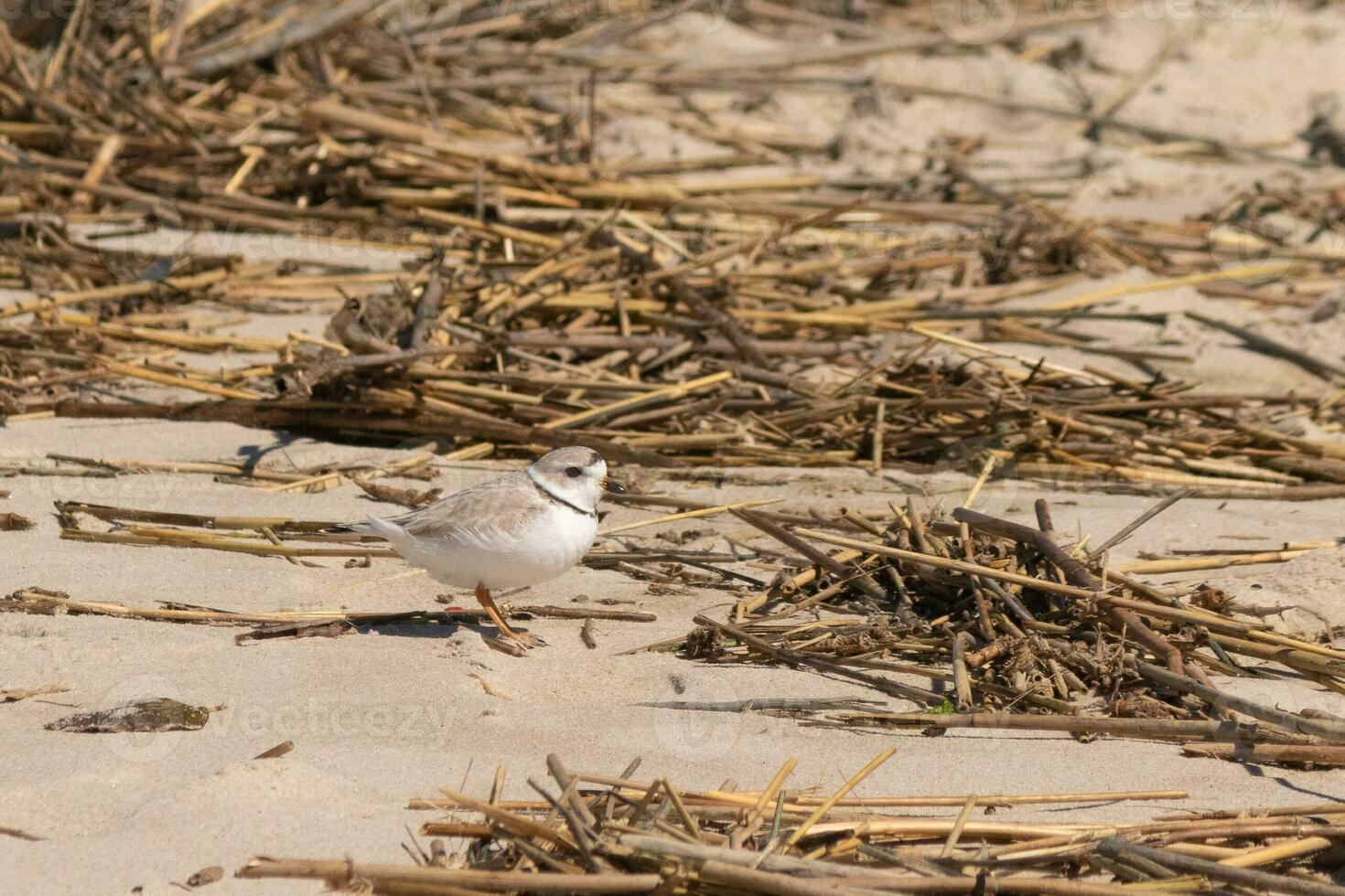 This cute little Piping Plover was seen here on the beach when I took this picture. This shorebird is so tiny and searches the sand for food washed up by the surf. I love the ring around his neck. photo