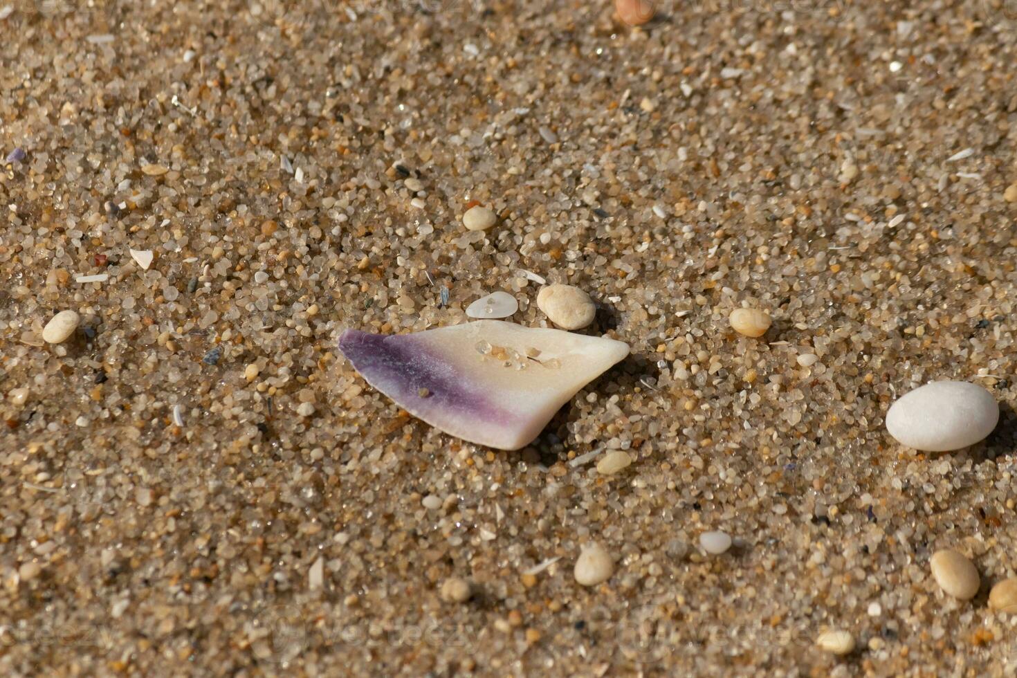 yo amor el Mira de esta hermosa cáscara en el playa. el púrpura matiz sólo destacado fuera a a mí. el minúsculo guijarros y pulido piedras laico todas alrededor él. foto