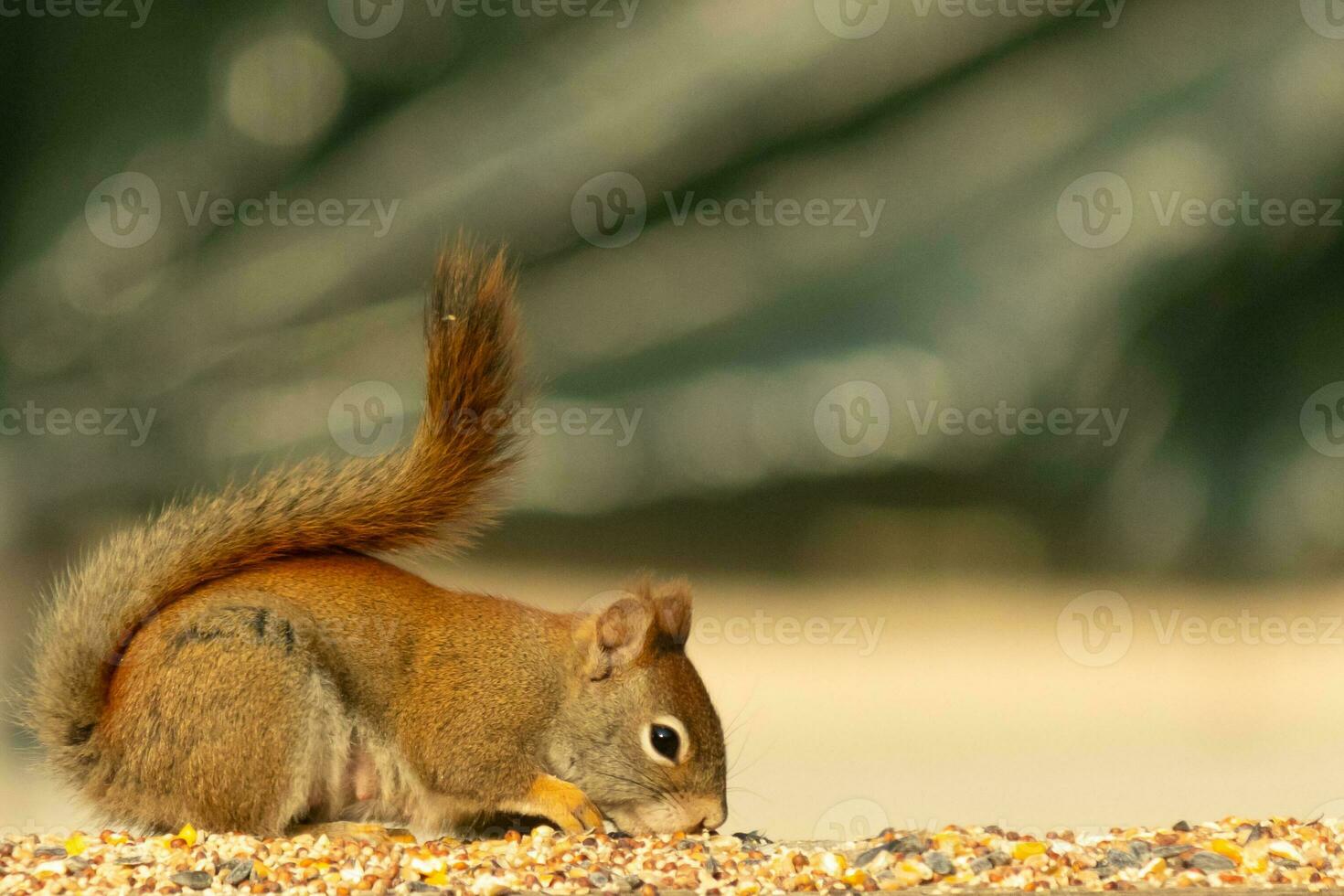 This cute little red squirrel came out to the railing of my deck. His cute little dark eyes looking satisfied. His fluffy tail out to keep him balance. This little rodent is surrounded by birdseed. photo