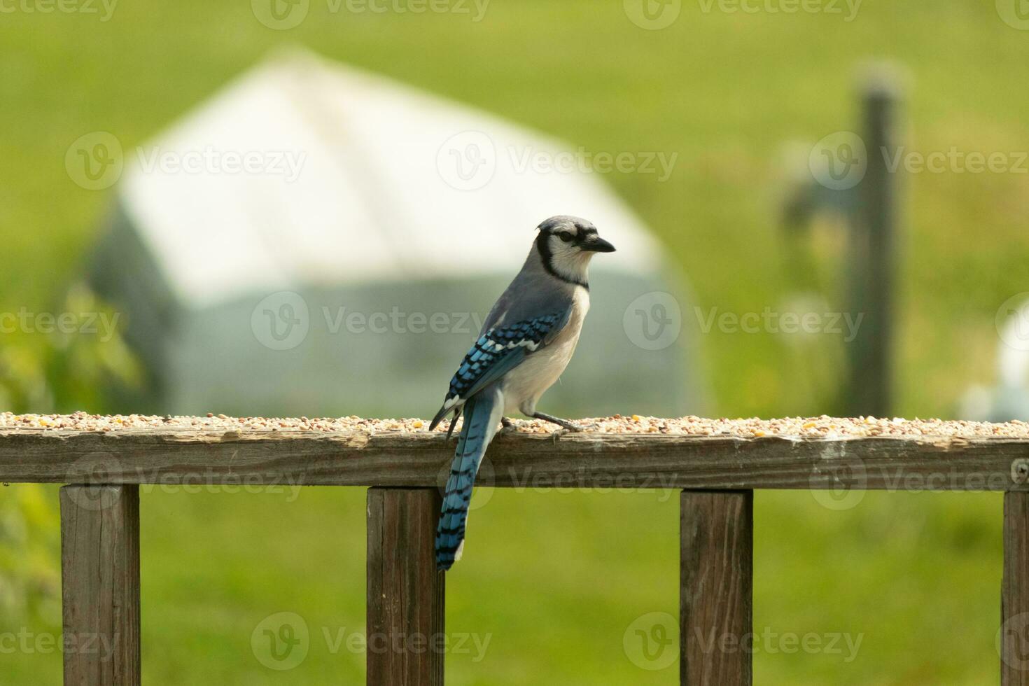 This blue jay bird was striking a pose as I took this picture. He came out on the wooden railing of the deck for some birdseed. I love the colors of these birds with the blue, black, and white. photo