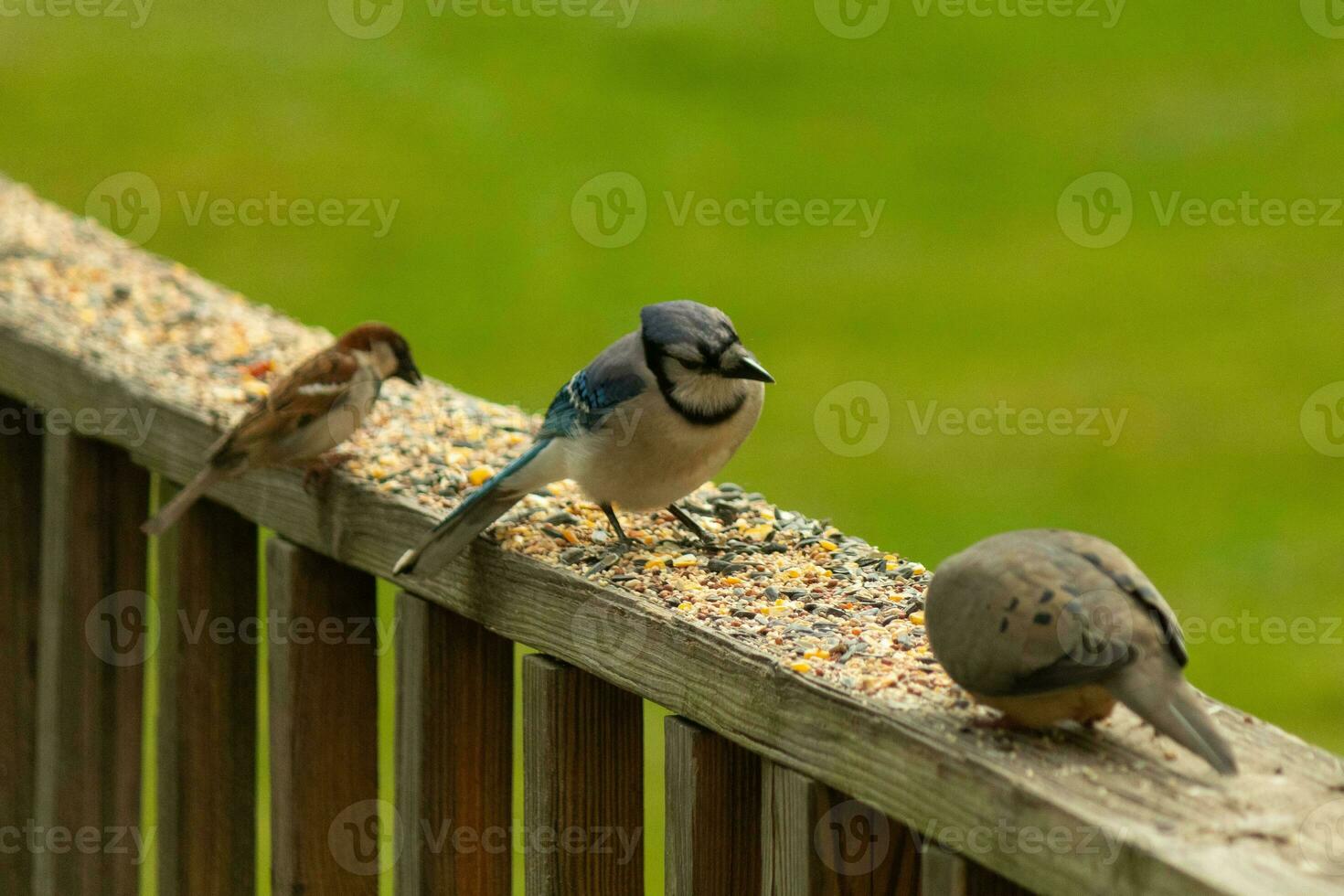 This cute little blue jay bird seemed quite inquisitive as it was perched on the wooden railing. His head tilted to the side to focus. He was in between a mourning dove and a sparrow. photo