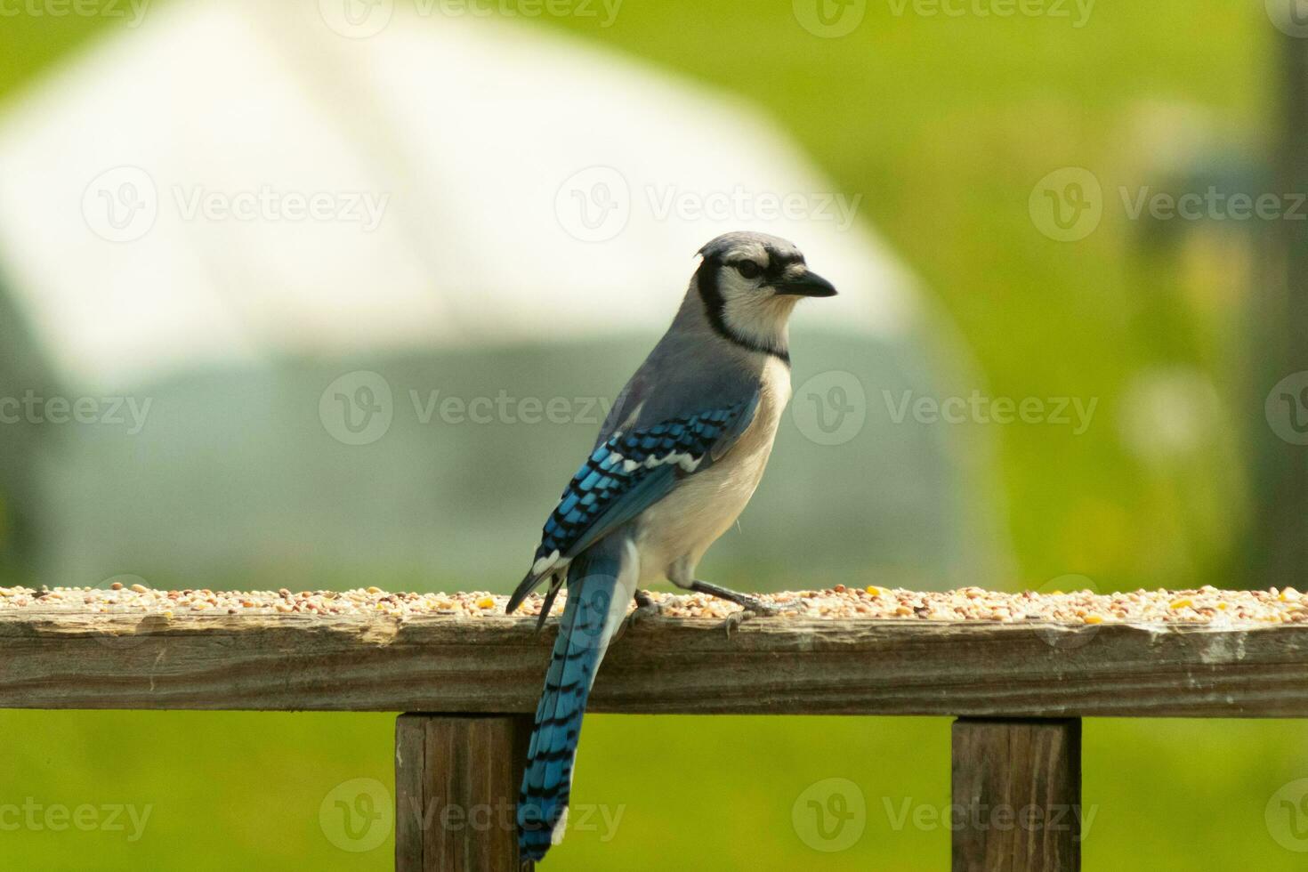 This blue jay bird was striking a pose as I took this picture. He came out on the wooden railing of the deck for some birdseed. I love the colors of these birds with the blue, black, and white. photo