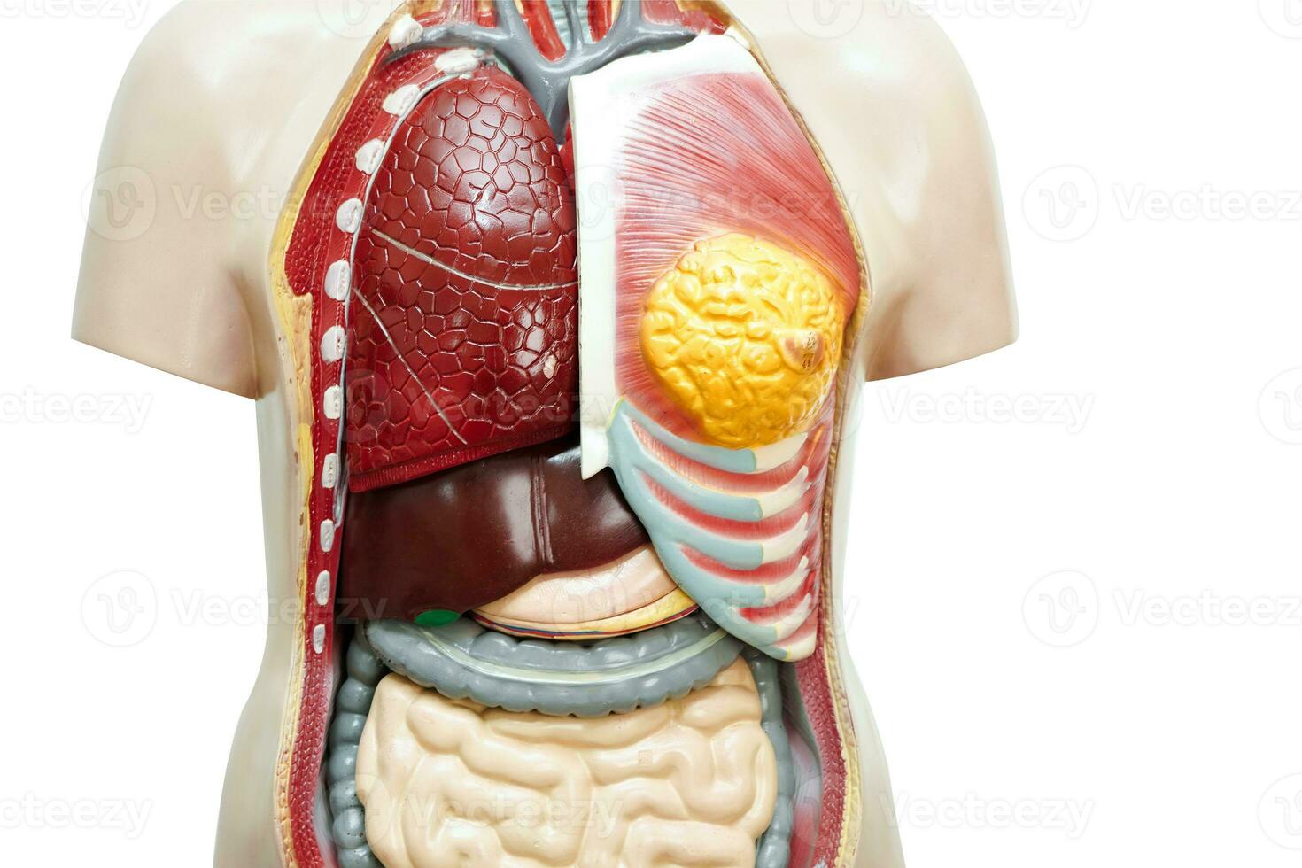 humano cuerpo anatomía Organo modelo para estudiar educación médico curso aislado en blanco antecedentes con recorte camino. foto