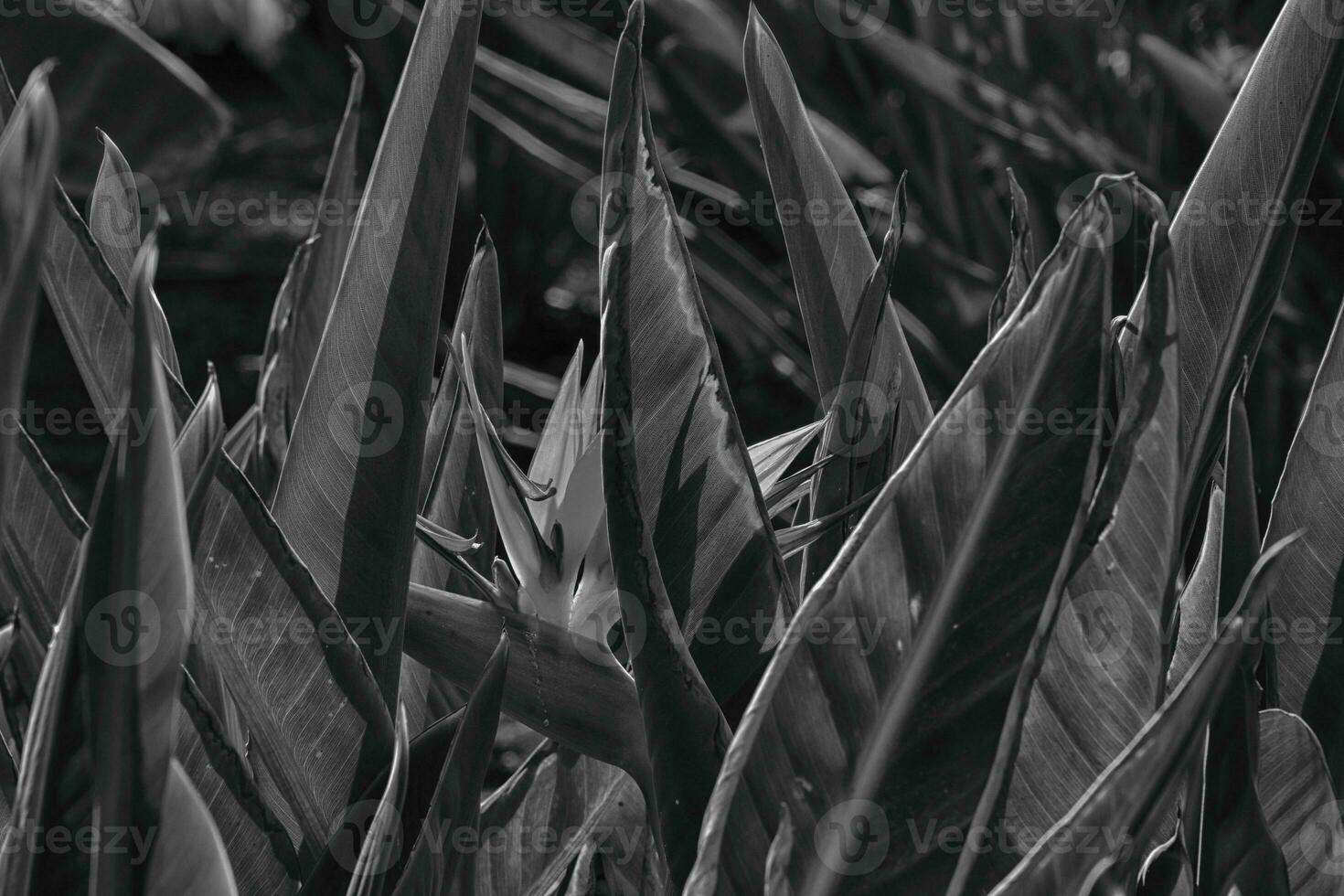 original royal strelitzia flower growing in natural habitat in the ogora in close-up photo