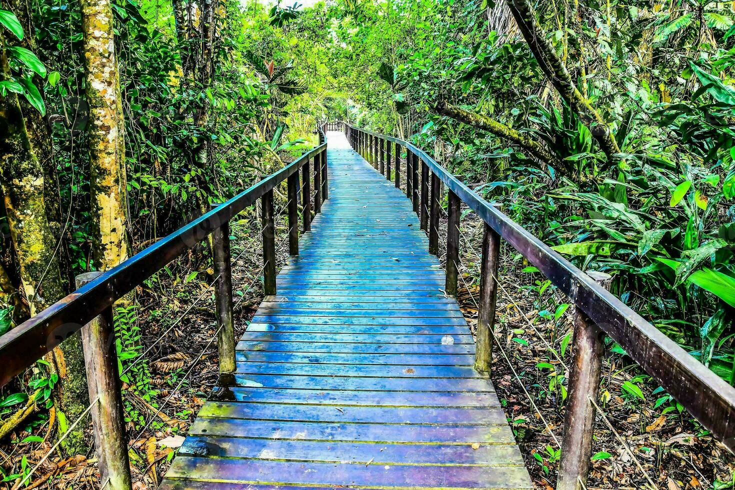 un de madera puente en el bosque foto