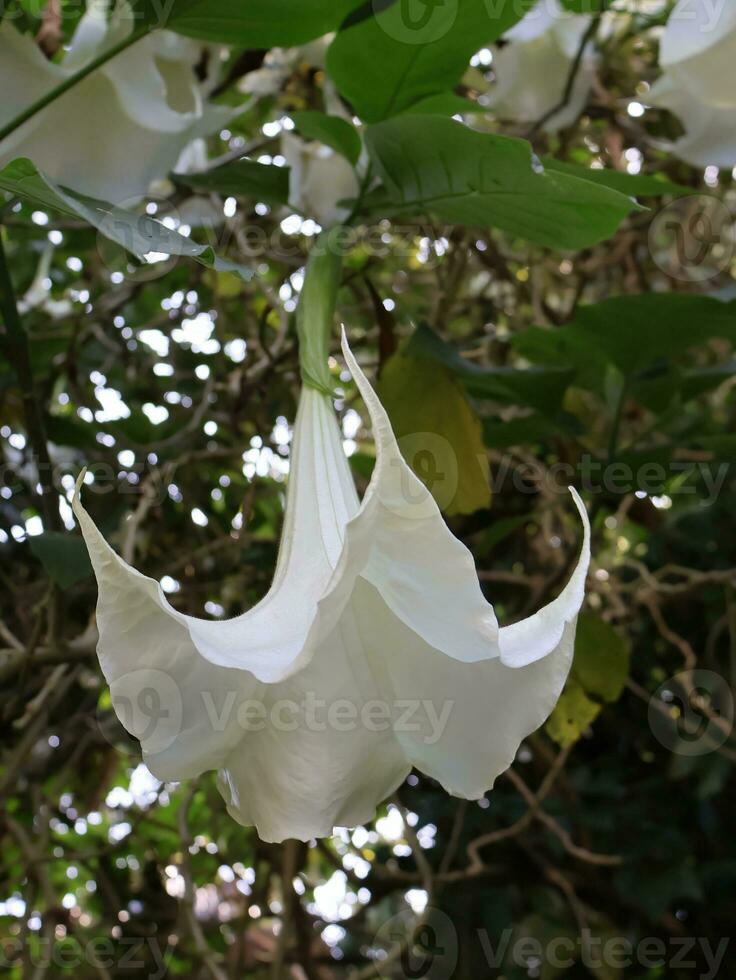 blanco flor de brugmansia suaveolens ángel trompeta o datura o dhatura foto