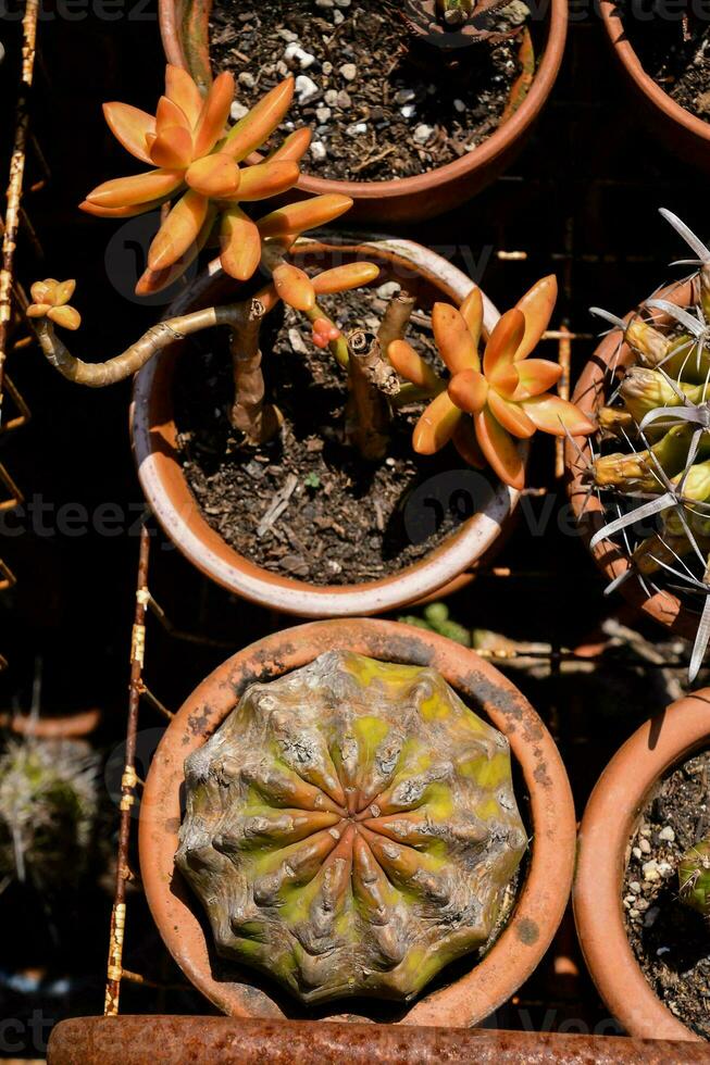 different types of plants in pots 32775361 Stock Photo at Vecteezy