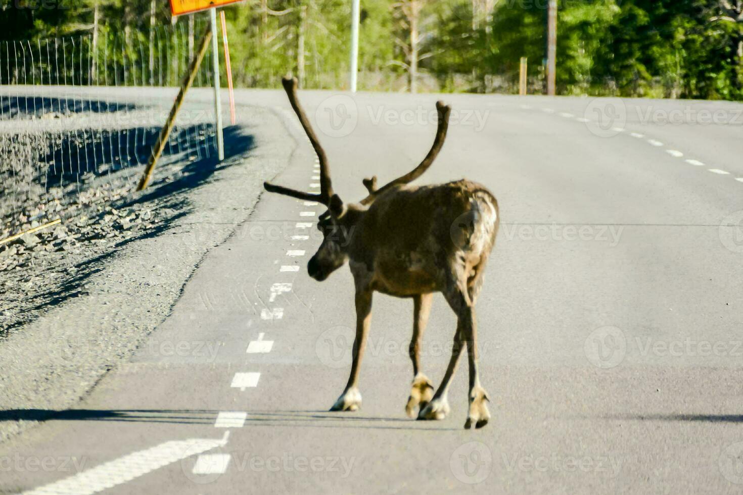 un reno cruce el la carretera foto