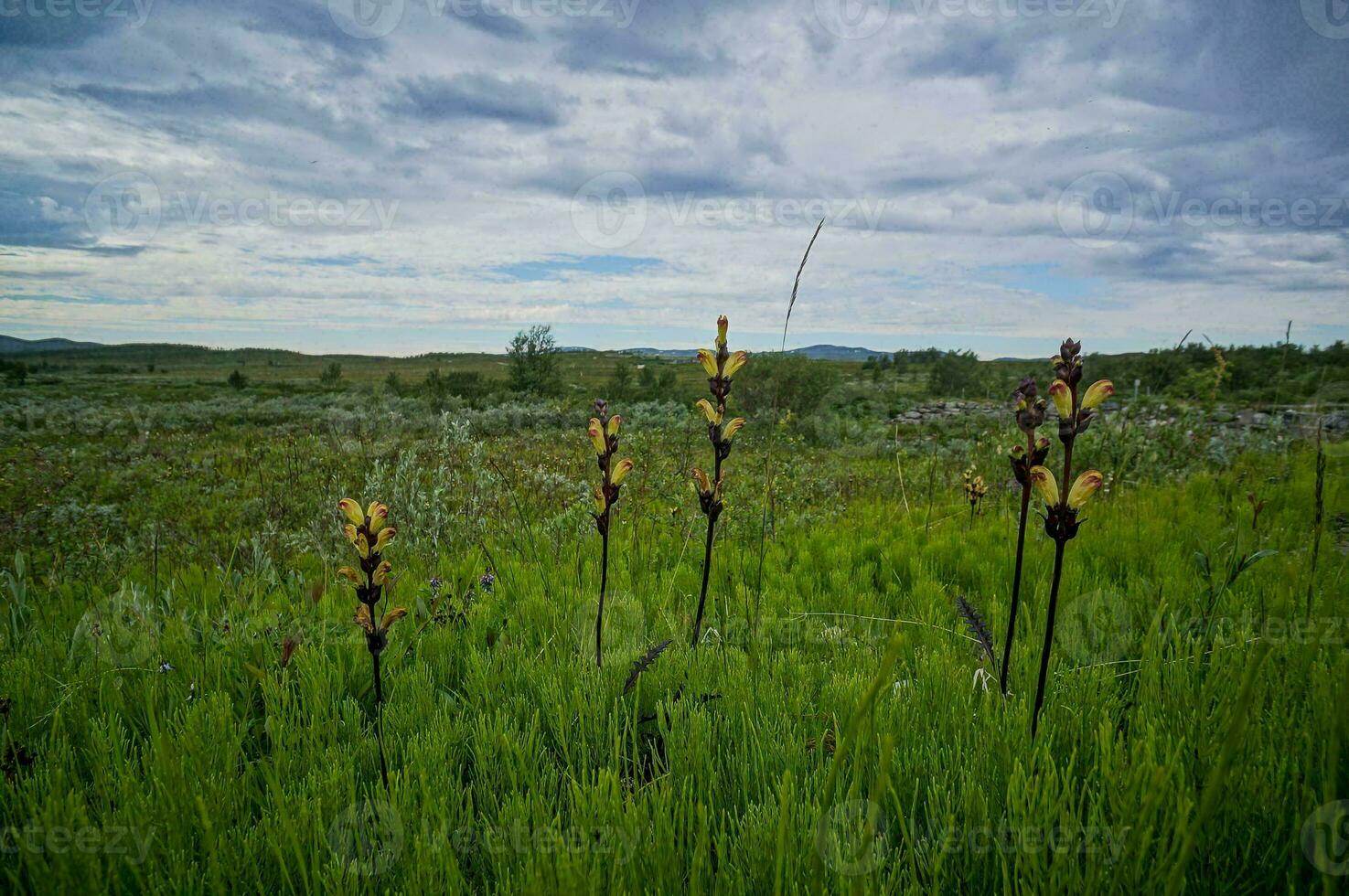 un campo de flores silvestres debajo un nublado cielo foto