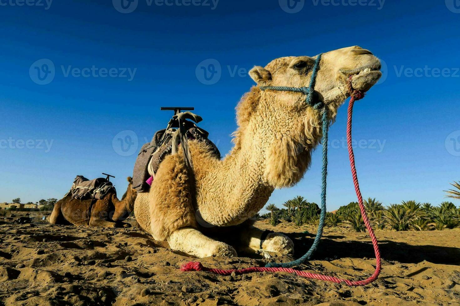 Camels in the desert photo