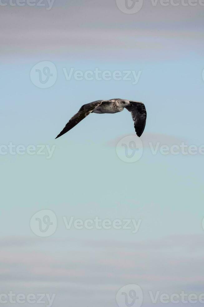 a seagull flying in the sky photo