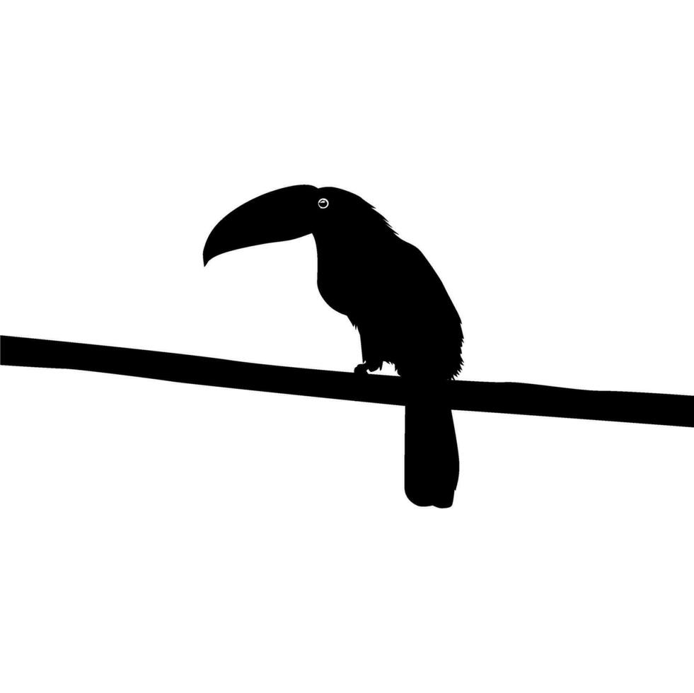 Toucans are Neotropical members of the near passerine bird family Ramphastidae. The Ramphastidae are most closely related to the American barbets, Bird Silhouette. Vector Illustration