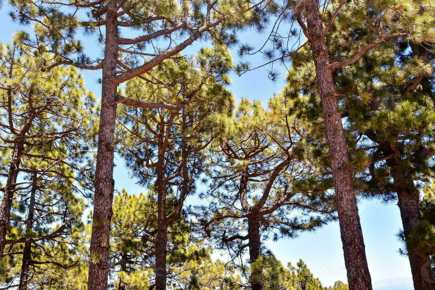 a group of tall pine trees in the forest photo