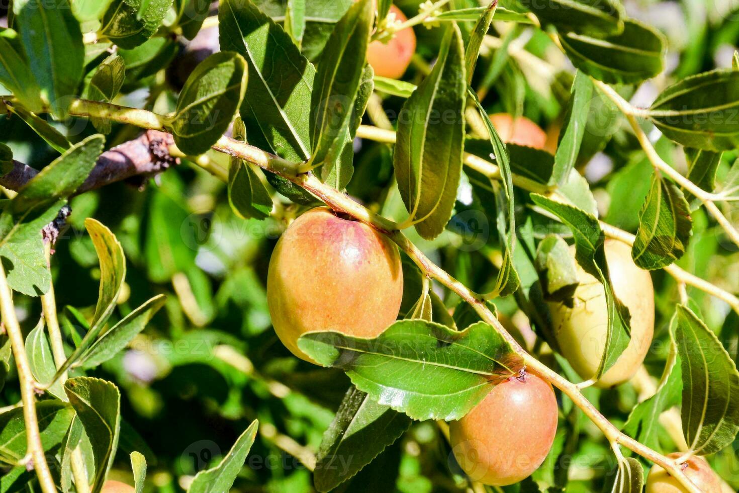 frutas en un árbol foto