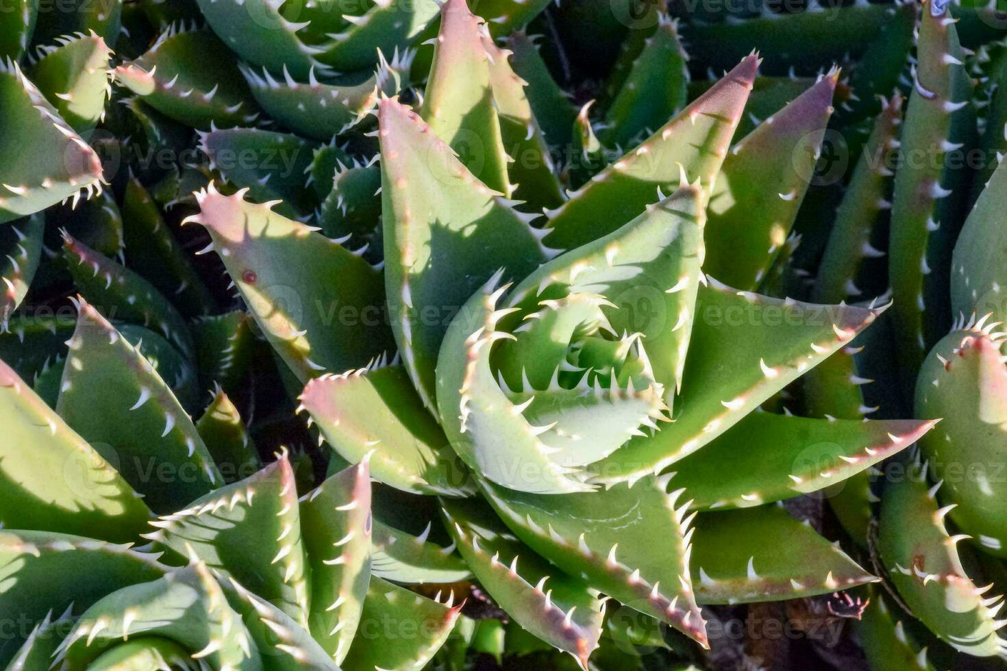 A plant background photo