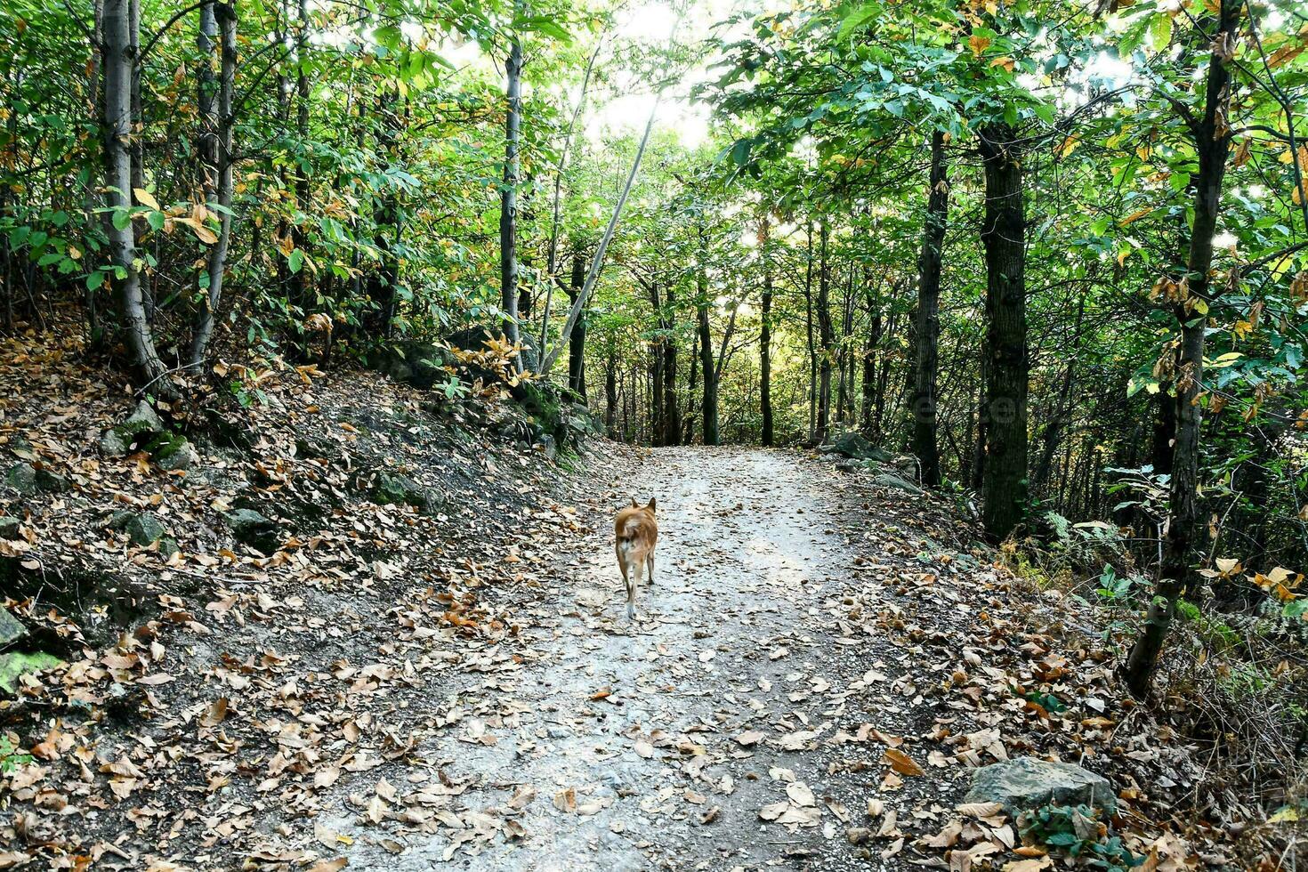 A dog in the forest photo