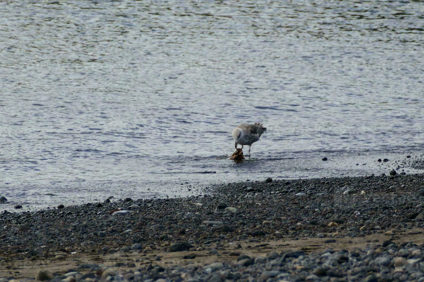 a bird is standing in the water and eating something photo