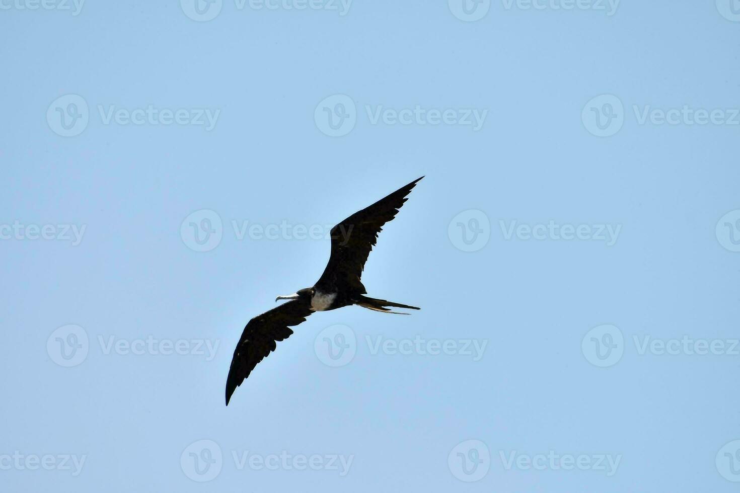 A flying bird photo