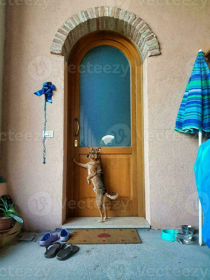 Dog at the door photo