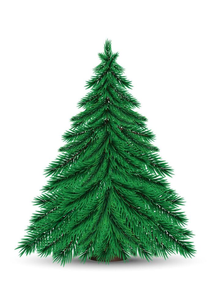 Real Christmas spruce tree on stand. vector
