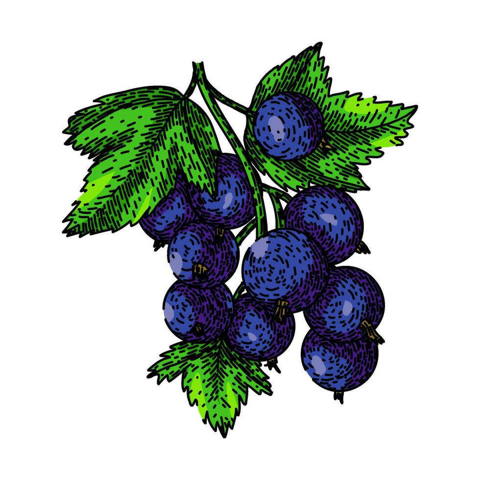 food black currant sketch hand drawn vector