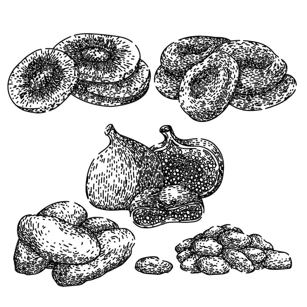 dried fruit set sketch hand drawn vector