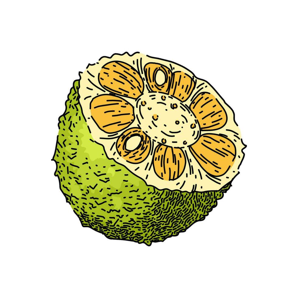 fruit jackfruit sketch hand drawn vector