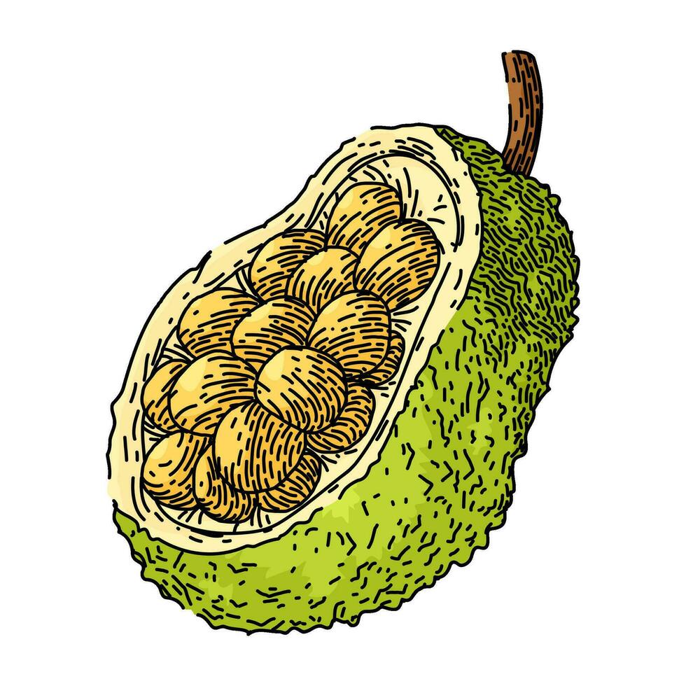 yellow jackfruit sketch hand drawn vector
