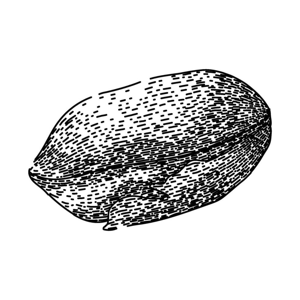 roasted pistachio nut sketch hand drawn vector