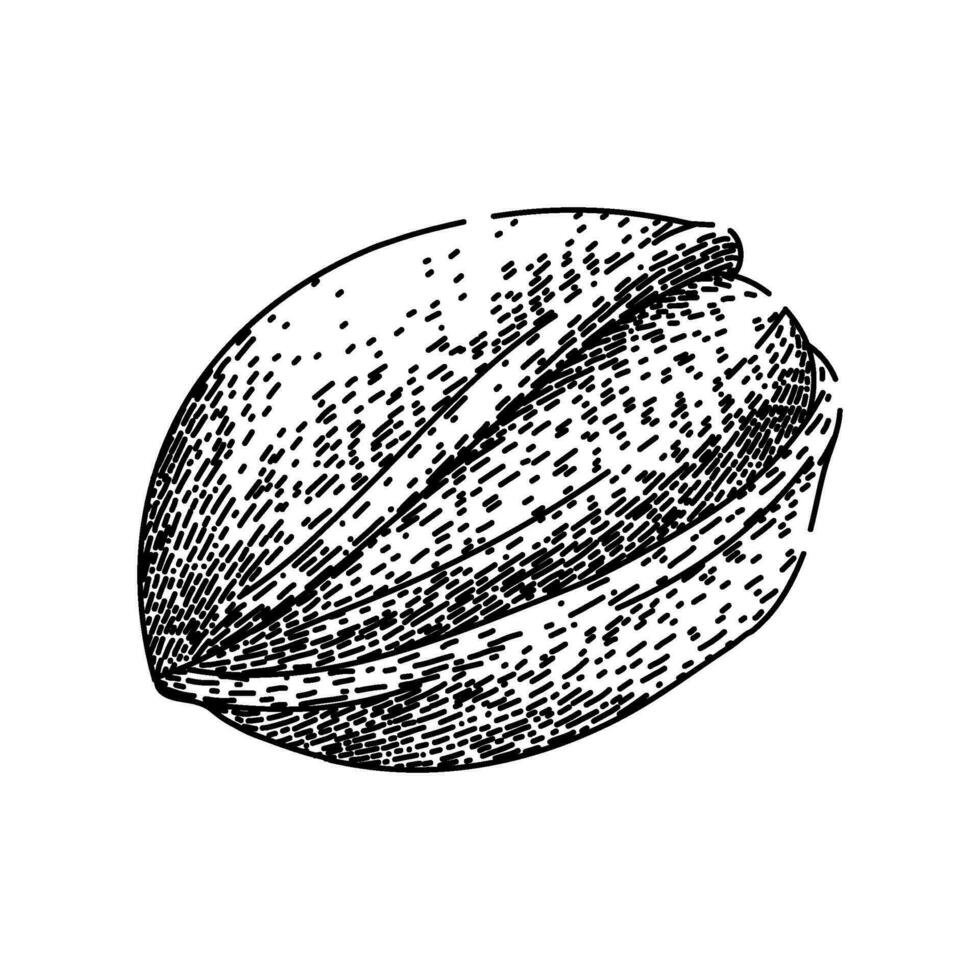 food pistachio nut sketch hand drawn vector