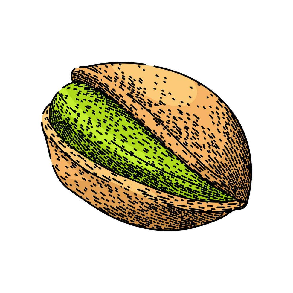 food pistachio nut sketch hand drawn vector