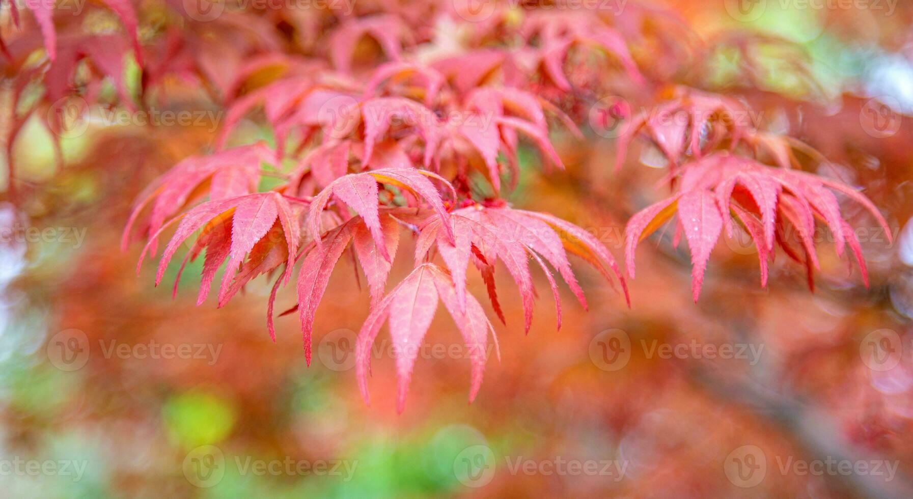Maple leaves in the falling season. photo
